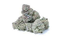 Cereal Milk Strain | Cookies