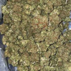 Horchata Strain | Backpackboyz