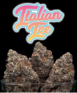 Italian Ice Strain | Backpackboyz