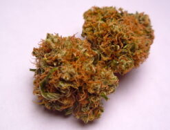 AK-47 Weed Strain